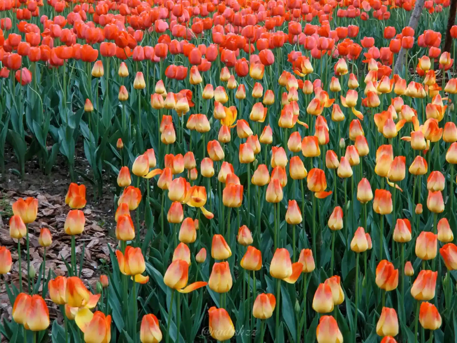 Here&#x27;s the description of the picture